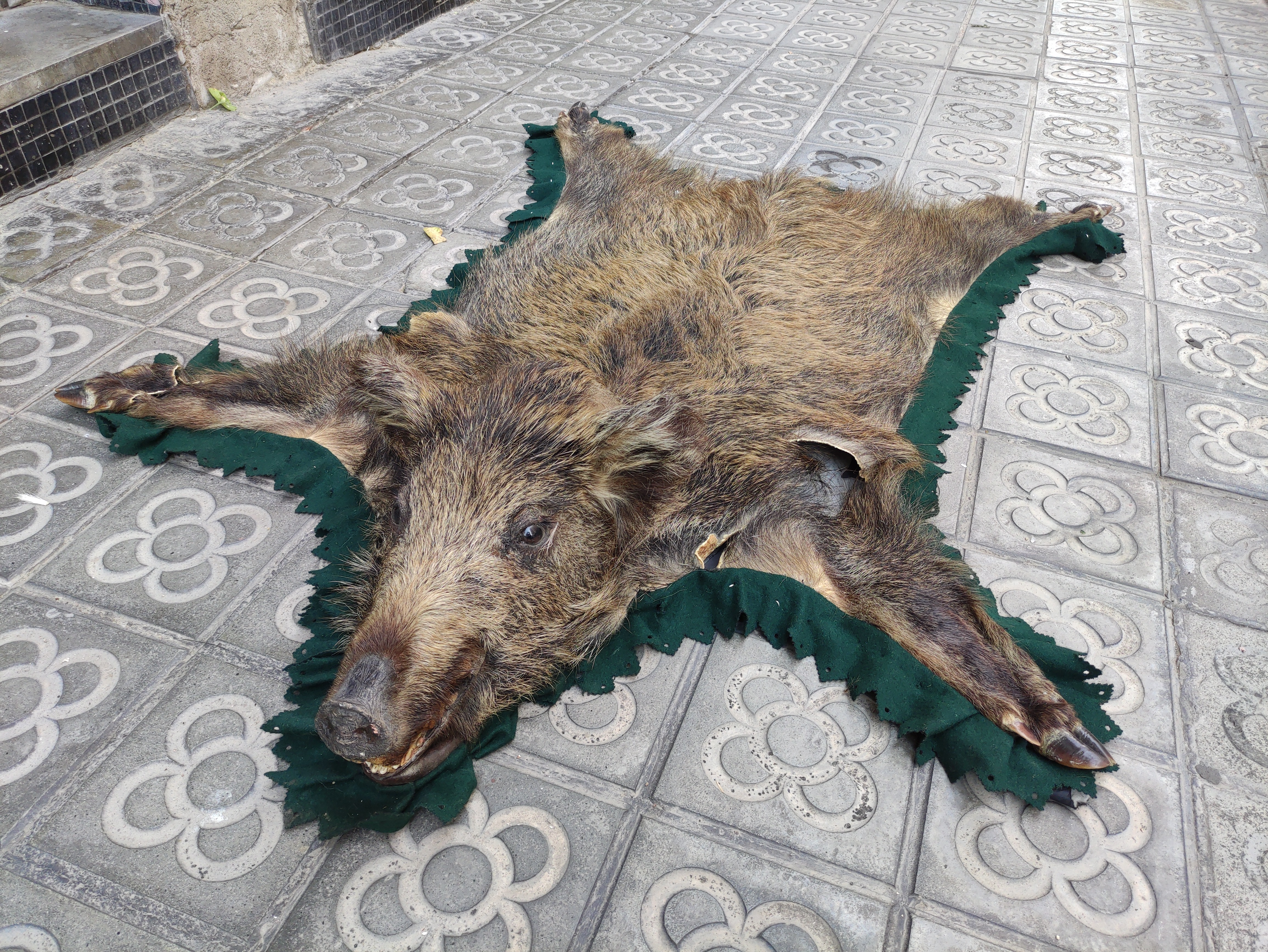 piel alfombra jabali 20x123x115 1u